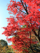 紅葉4（花畑記念庭園・桜花亭（MAP））