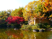 紅葉7（東渕江庭園）