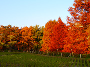 紅葉8（都市農業公園）