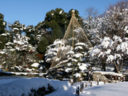 雪吊り1（花畑記念庭園・桜花亭）
