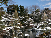 雪吊り2（花畑記念庭園・桜花亭）