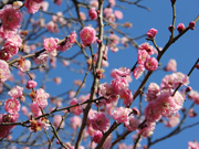 梅（都市農業公園）