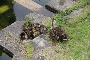 ベルモント公園のカルガモ親子 足立区