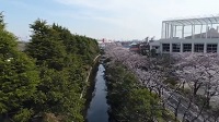 ドローン動画「桜」