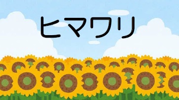 ヒマワリ