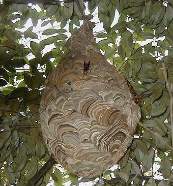 スズメバチの巣3