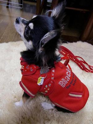 犬に鑑札と注射済票を装着した様子の画像