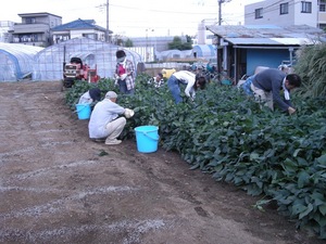 野菜収穫のお手伝い