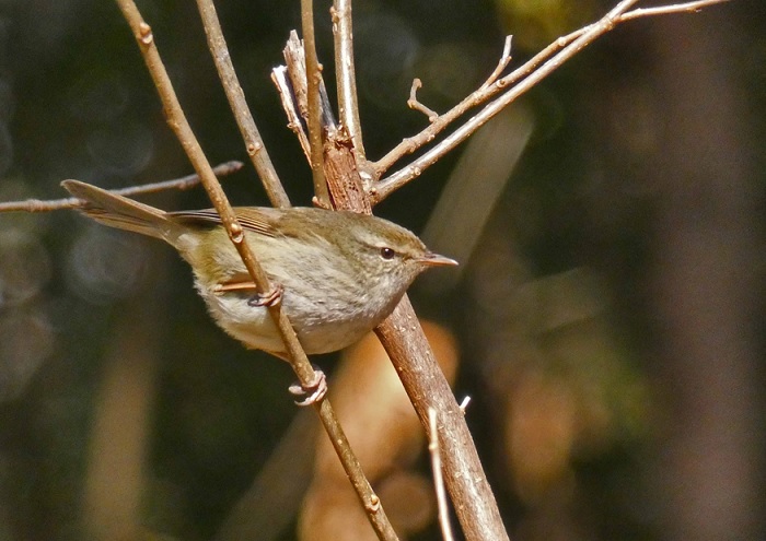 クイズ あだちの鳥 第5問正解 足立区