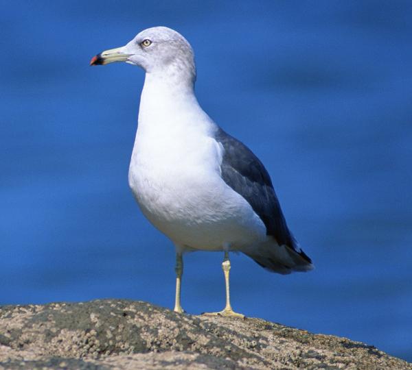 クイズ あだちの鳥 第6問不正解 足立区