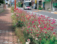 写真：通学路に植えられた花