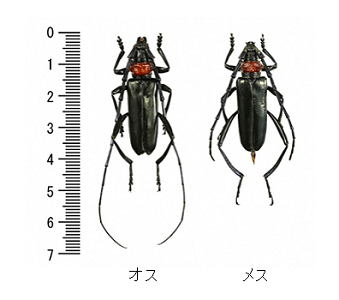 クビアカツヤカミキリ