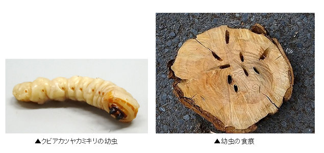 特定外来生物 クビアカツヤカミキリ から大切な樹木を守りましょう 足立区