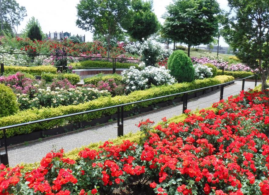 新田さくら公園バラ