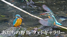 あだちの野鳥フォトギャラリー「水辺編」