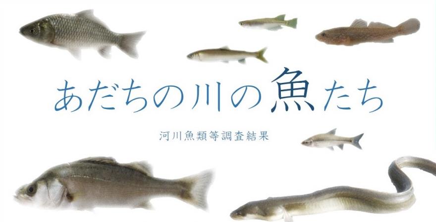 足立区河川魚類等調査結果