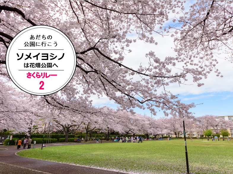 花畑公園の桜