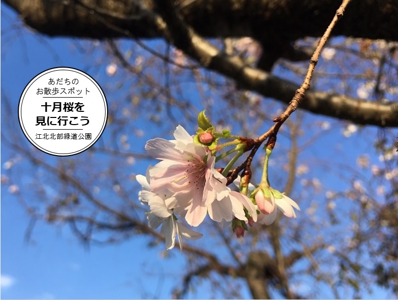 十月桜