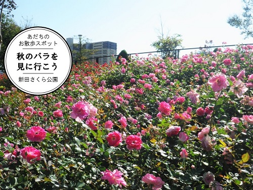 新田さくら公園バラ