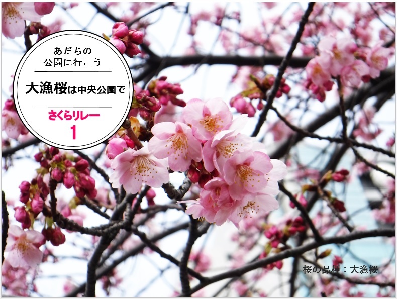 大漁桜