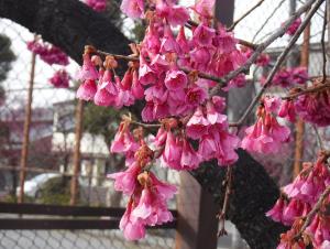 押部公園　寒緋桜１