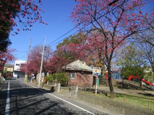 押部公園　寒緋桜２