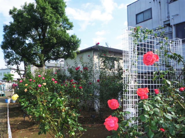 ベルモント公園バラの写真