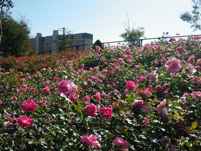 新田さくら公園