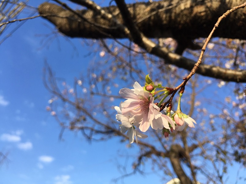 十月桜アップ