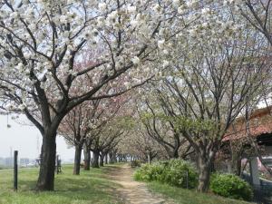 あだち五色桜の散歩みち１