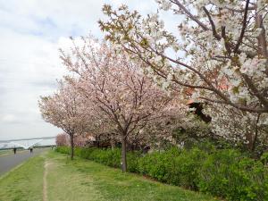 あだち五色桜の散歩みち２
