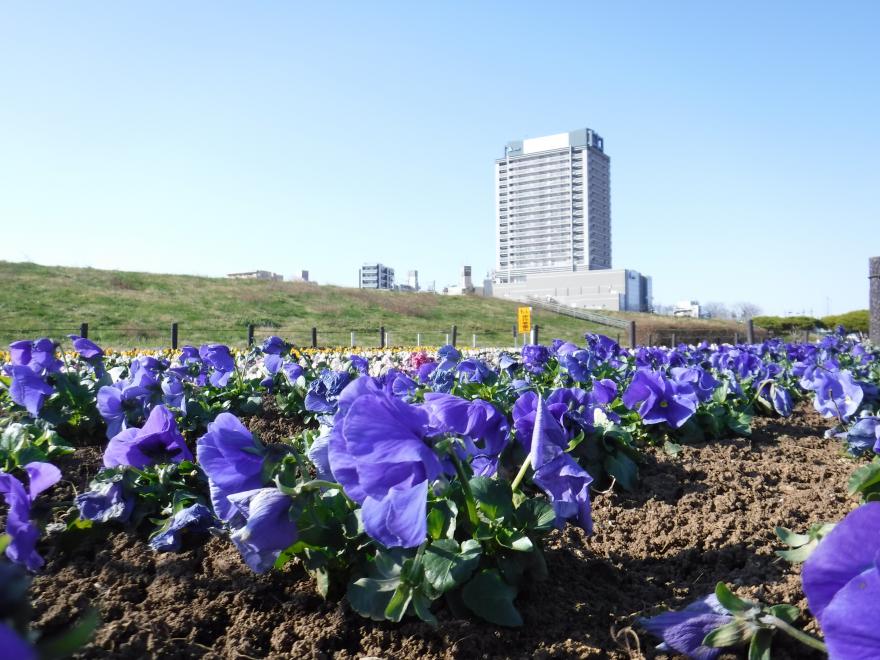 虹の広場パンジー花壇