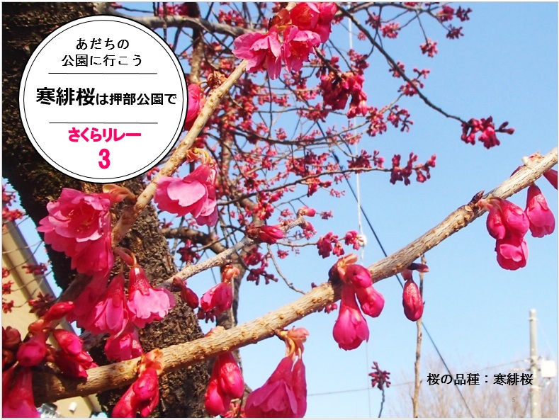 押部公園の桜
