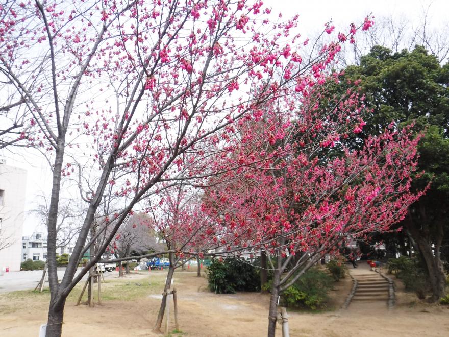 寒緋桜全景