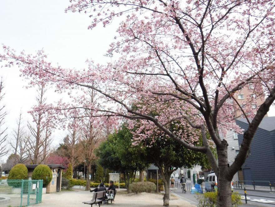 大漁桜全景