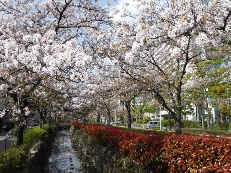 葛西用水水路と花