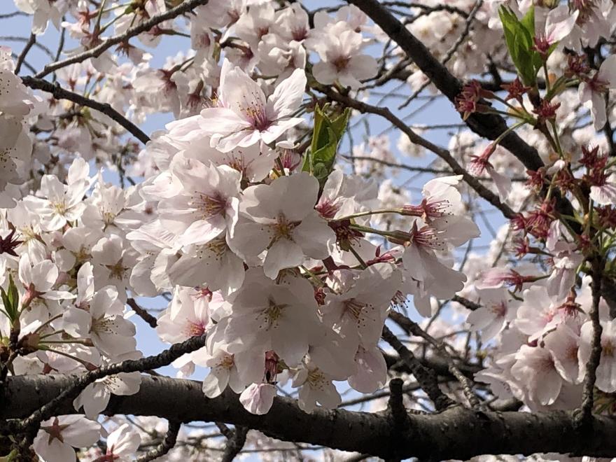 ソメイヨシノ花アップ