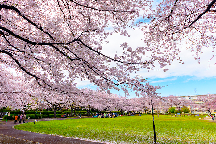 花畑公園の桜