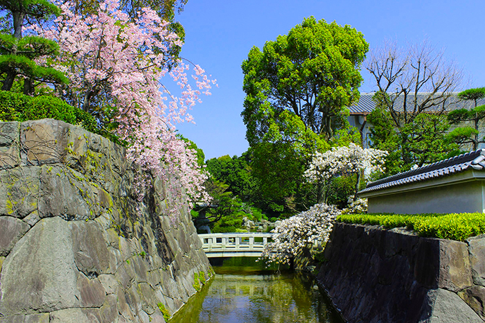 日本庭園の石垣と桜