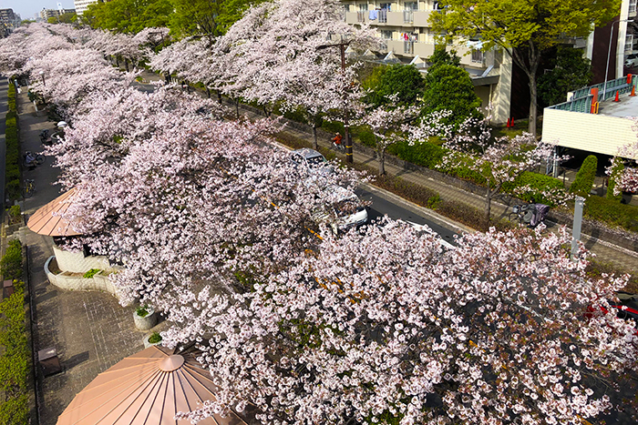 葛西用水親水水路の桜画像-1