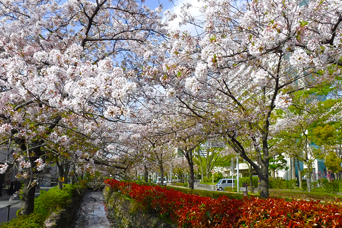 葛西用水親水水路の桜画像-2