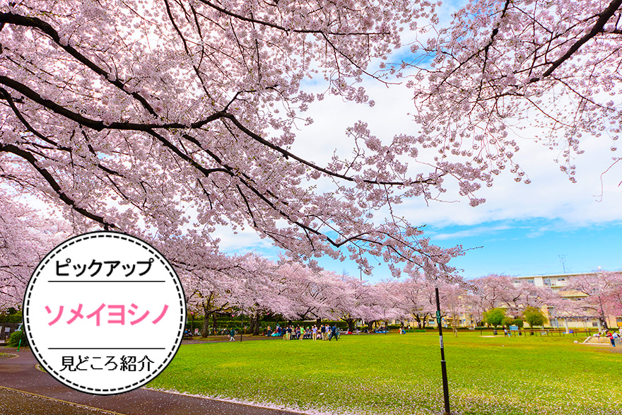 桜といえばソメイヨシノ！の見どころ紹介