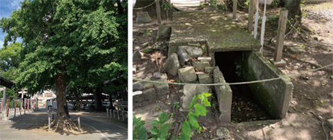 (8)千住神社の不屈のイチョウと防空壕