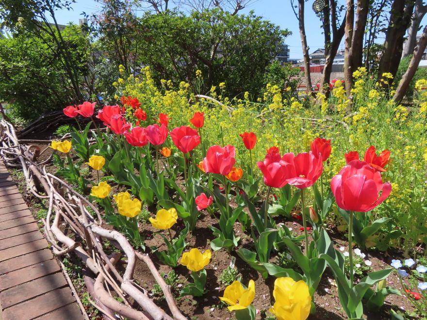 R7ちいさな花みち