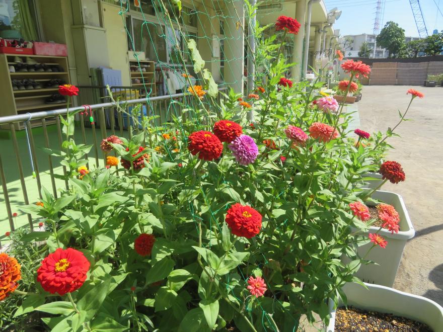 R7東花畑保育園