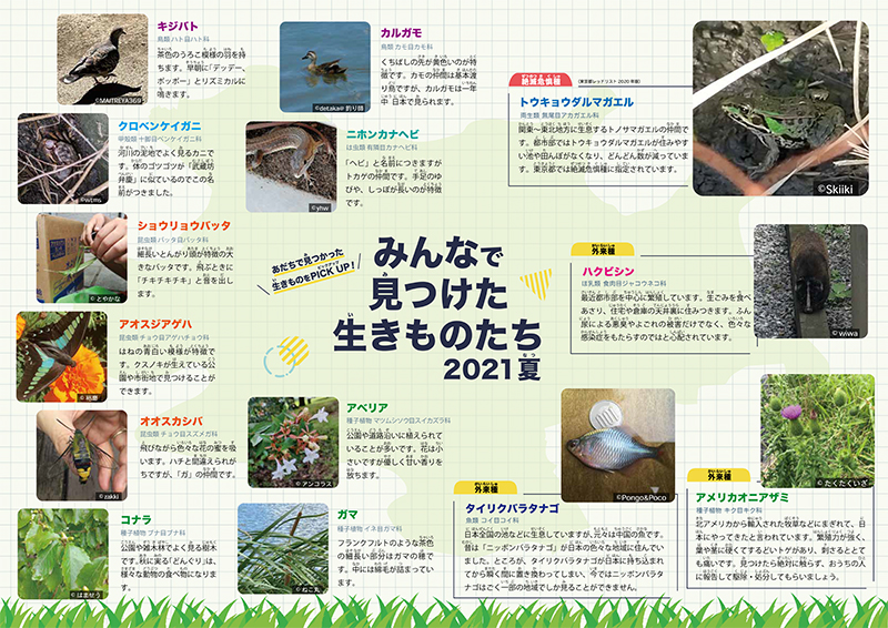 みんなで見つけた生きものたち2021夏