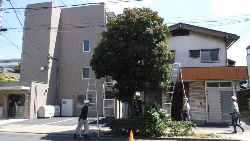 街路樹剪定前