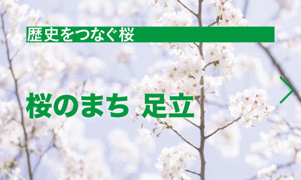 桜のまち　足立