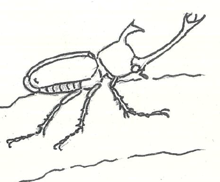 カブト虫