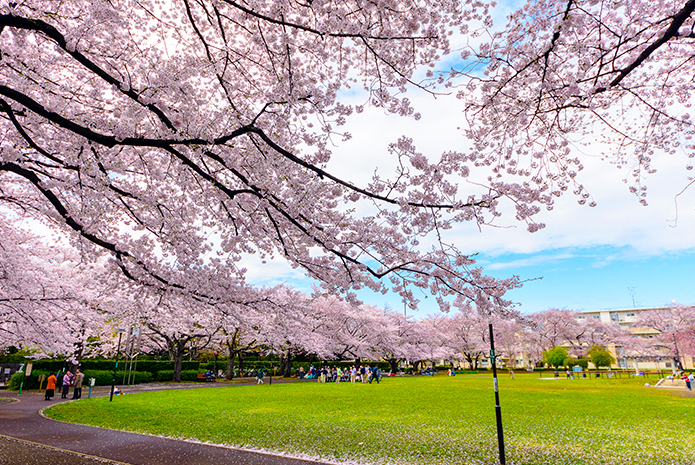 花畑公園の桜
